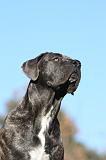CANE CORSO 954
